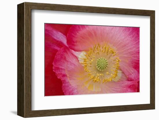 USA, North Carolina. Close Up of Poppy Interior-Jaynes Gallery-Framed Photographic Print