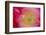 USA, North Carolina. Close Up of Poppy Interior-Jaynes Gallery-Framed Photographic Print