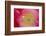 USA, North Carolina. Close Up of Poppy Interior-Jaynes Gallery-Framed Photographic Print