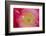 USA, North Carolina. Close Up of Poppy Interior-Jaynes Gallery-Framed Photographic Print