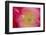 USA, North Carolina. Close Up of Poppy Interior-Jaynes Gallery-Framed Photographic Print