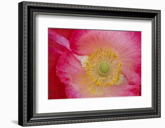 USA, North Carolina. Close Up of Poppy Interior-Jaynes Gallery-Framed Photographic Print