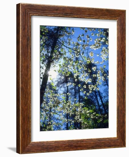 USA, North Carolina, Flowering Dogwood Trees in Fall Creek Falls Sp-Jaynes Gallery-Framed Photographic Print