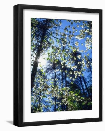 USA, North Carolina, Flowering Dogwood Trees in Fall Creek Falls Sp-Jaynes Gallery-Framed Photographic Print