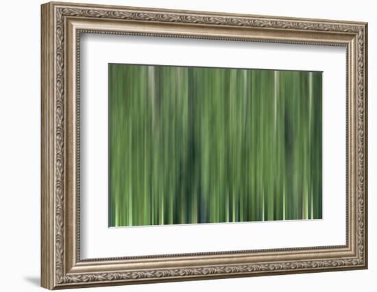 USA, North Carolina, Great Smoky Mountains. Forest blur.-Jaynes Gallery-Framed Photographic Print