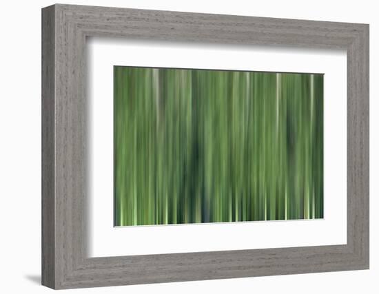 USA, North Carolina, Great Smoky Mountains. Forest blur.-Jaynes Gallery-Framed Photographic Print