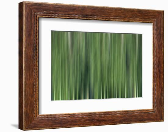 USA, North Carolina, Great Smoky Mountains. Forest blur.-Jaynes Gallery-Framed Photographic Print