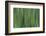 USA, North Carolina, Great Smoky Mountains. Forest blur.-Jaynes Gallery-Framed Photographic Print