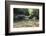 USA, North Carolina, Great Smoky Mountains National Park. Big Creek Trail. Midnight Hole-Trish Drury-Framed Photographic Print