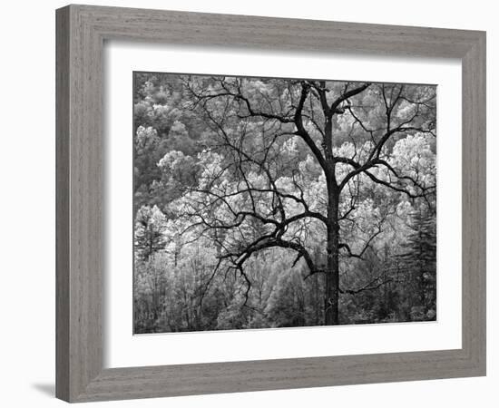 USA, North Carolina, Great Smoky Mountains National Park, Dawn's Early Light in Cataloochee Valley-Ann Collins-Framed Photographic Print