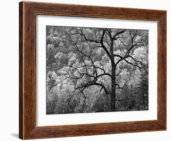 USA, North Carolina, Great Smoky Mountains National Park, Dawn's Early Light in Cataloochee Valley-Ann Collins-Framed Photographic Print