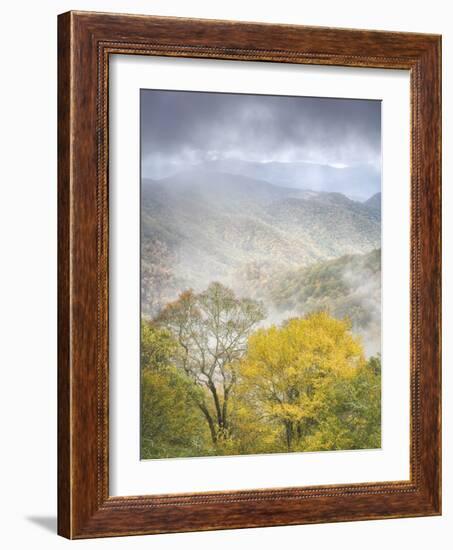 USA, North Carolina, Great Smoky Mountains National Park. Fog and autumn color from Deep Creek Over-Ann Collins-Framed Photographic Print