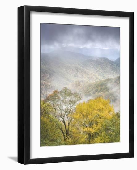 USA, North Carolina, Great Smoky Mountains National Park. Fog and autumn color from Deep Creek Over-Ann Collins-Framed Photographic Print