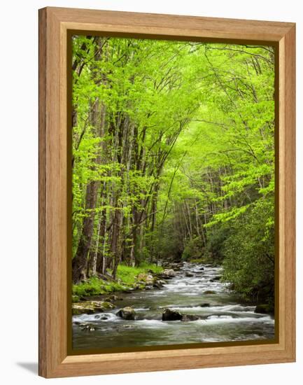 USA, North Carolina, Great Smoky Mountains National Park, Straight Fork Flows Through Forest-Ann Collins-Framed Premier Image Canvas