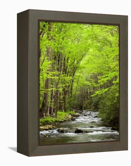 USA, North Carolina, Great Smoky Mountains National Park, Straight Fork Flows Through Forest-Ann Collins-Framed Premier Image Canvas