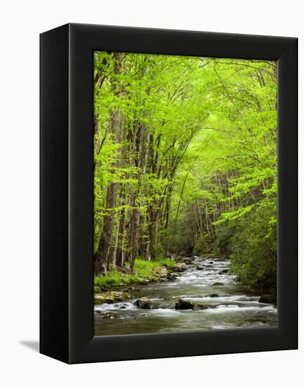 USA, North Carolina, Great Smoky Mountains National Park, Straight Fork Flows Through Forest-Ann Collins-Framed Premier Image Canvas