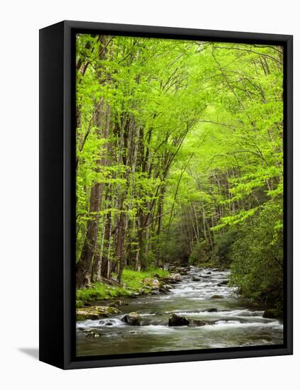 USA, North Carolina, Great Smoky Mountains National Park, Straight Fork Flows Through Forest-Ann Collins-Framed Premier Image Canvas