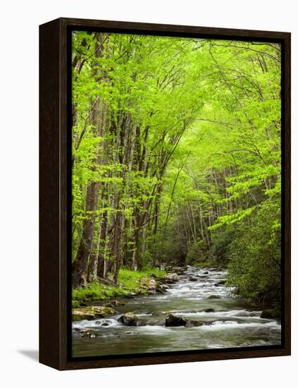 USA, North Carolina, Great Smoky Mountains National Park, Straight Fork Flows Through Forest-Ann Collins-Framed Premier Image Canvas