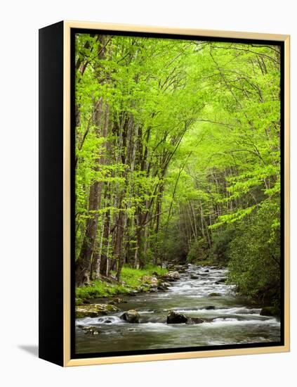 USA, North Carolina, Great Smoky Mountains National Park, Straight Fork Flows Through Forest-Ann Collins-Framed Premier Image Canvas
