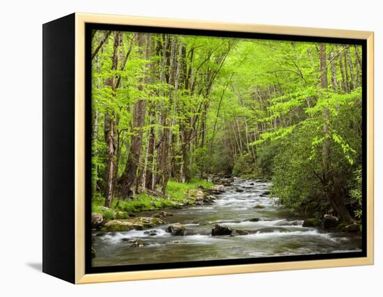 USA, North Carolina, Great Smoky Mountains National Park, Straight Fork Flows Through Forest-Ann Collins-Framed Premier Image Canvas