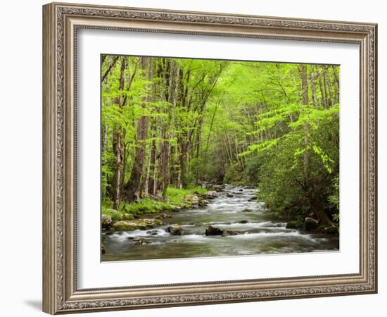 USA, North Carolina, Great Smoky Mountains National Park, Straight Fork Flows Through Forest-Ann Collins-Framed Photographic Print