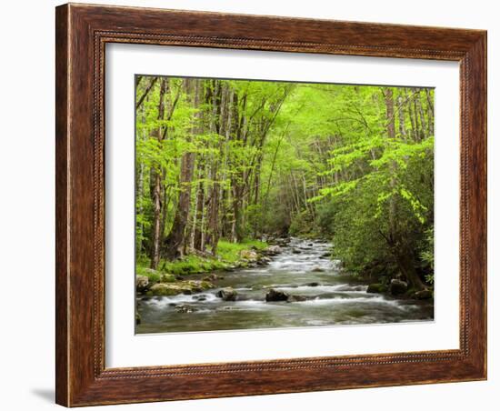 USA, North Carolina, Great Smoky Mountains National Park, Straight Fork Flows Through Forest-Ann Collins-Framed Photographic Print