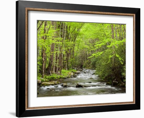 USA, North Carolina, Great Smoky Mountains National Park, Straight Fork Flows Through Forest-Ann Collins-Framed Photographic Print