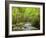 USA, North Carolina, Great Smoky Mountains National Park, Straight Fork Flows Through Forest-Ann Collins-Framed Photographic Print