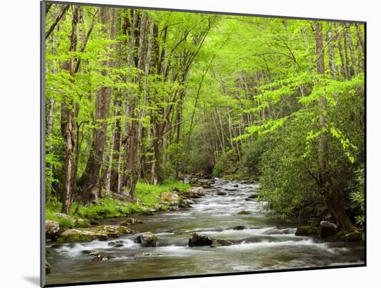 USA, North Carolina, Great Smoky Mountains National Park, Straight Fork Flows Through Forest-Ann Collins-Mounted Photographic Print