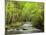 USA, North Carolina, Great Smoky Mountains National Park, Straight Fork Flows Through Forest-Ann Collins-Mounted Photographic Print