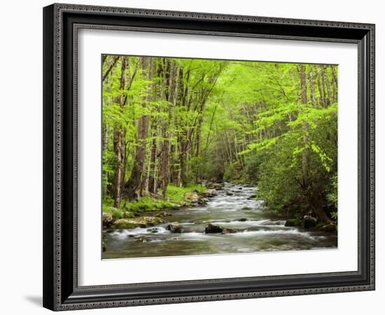 USA, North Carolina, Great Smoky Mountains National Park, Straight Fork Flows Through Forest-Ann Collins-Framed Photographic Print