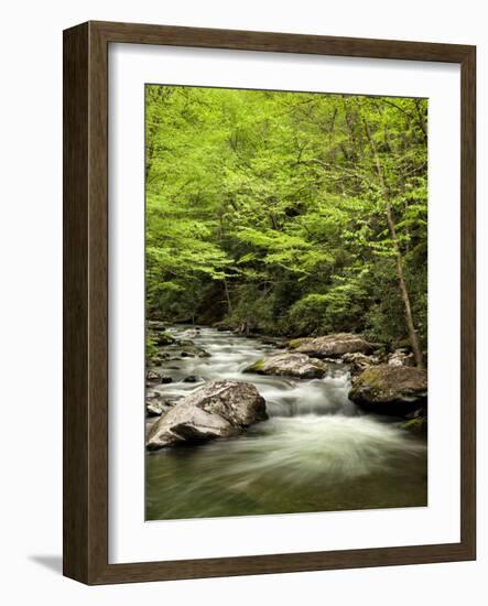 USA, North Carolina, Great Smoky Mountains National Park, Straight Fork Flows Through Forest-Ann Collins-Framed Photographic Print