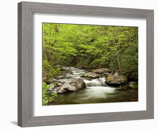 USA, North Carolina, Great Smoky Mountains National Park, Straight Fork Flows Through Forest-Ann Collins-Framed Photographic Print