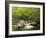 USA, North Carolina, Great Smoky Mountains National Park, Straight Fork Flows Through Forest-Ann Collins-Framed Photographic Print