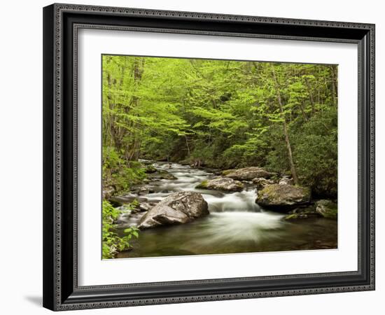 USA, North Carolina, Great Smoky Mountains National Park, Straight Fork Flows Through Forest-Ann Collins-Framed Photographic Print