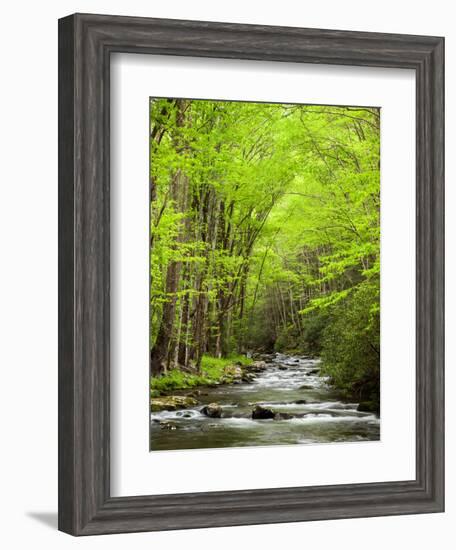 USA, North Carolina, Great Smoky Mountains National Park, Straight Fork Flows Through Forest-Ann Collins-Framed Photographic Print