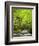 USA, North Carolina, Great Smoky Mountains National Park, Straight Fork Flows Through Forest-Ann Collins-Framed Photographic Print