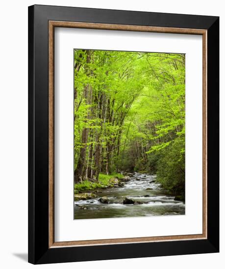 USA, North Carolina, Great Smoky Mountains National Park, Straight Fork Flows Through Forest-Ann Collins-Framed Photographic Print