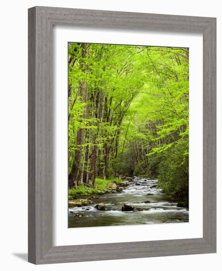 USA, North Carolina, Great Smoky Mountains National Park, Straight Fork Flows Through Forest-Ann Collins-Framed Photographic Print