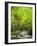 USA, North Carolina, Great Smoky Mountains National Park, Straight Fork Flows Through Forest-Ann Collins-Framed Photographic Print