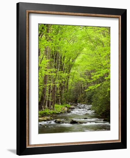 USA, North Carolina, Great Smoky Mountains National Park, Straight Fork Flows Through Forest-Ann Collins-Framed Photographic Print