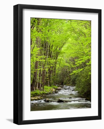 USA, North Carolina, Great Smoky Mountains National Park, Straight Fork Flows Through Forest-Ann Collins-Framed Photographic Print