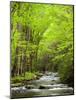 USA, North Carolina, Great Smoky Mountains National Park, Straight Fork Flows Through Forest-Ann Collins-Mounted Photographic Print