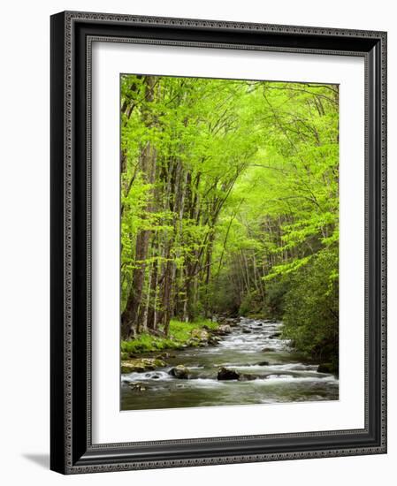 USA, North Carolina, Great Smoky Mountains National Park, Straight Fork Flows Through Forest-Ann Collins-Framed Photographic Print