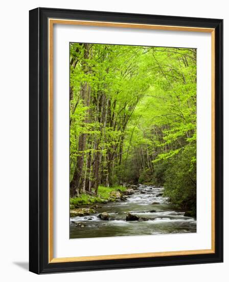 USA, North Carolina, Great Smoky Mountains National Park, Straight Fork Flows Through Forest-Ann Collins-Framed Photographic Print