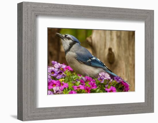 USA, North Carolina, Guilford County. Close-up of Blue Jay-Cathy & Gordon Illg-Framed Photographic Print