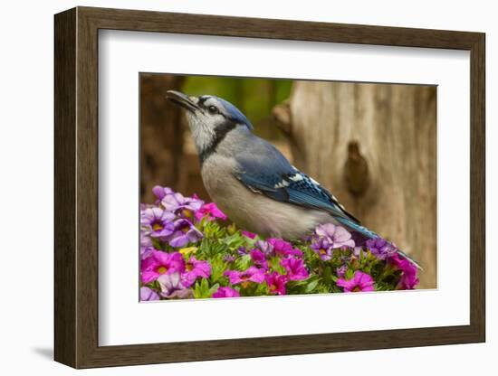 USA, North Carolina, Guilford County. Close-up of Blue Jay-Cathy & Gordon Illg-Framed Photographic Print