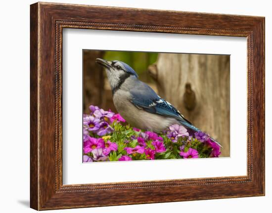 USA, North Carolina, Guilford County. Close-up of Blue Jay-Cathy & Gordon Illg-Framed Photographic Print