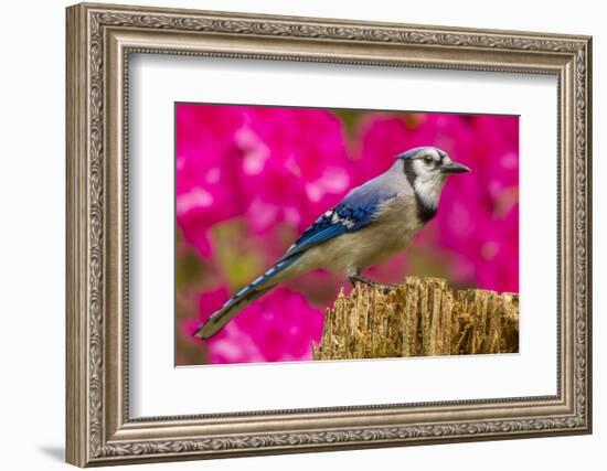 USA, North Carolina, Guilford County. Close-up of Blue Jay-Cathy & Gordon Illg-Framed Photographic Print