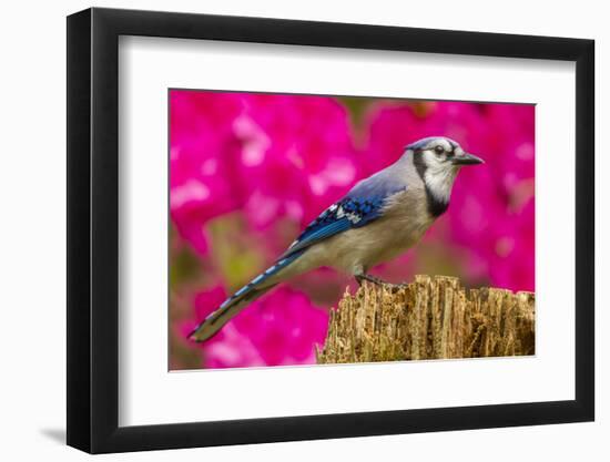 USA, North Carolina, Guilford County. Close-up of Blue Jay-Cathy & Gordon Illg-Framed Photographic Print